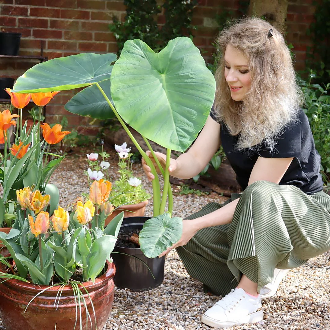 Bespoke Blooms for Discerning Gardeners